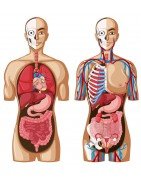 Categorias Naturlife Sistemas del Cuerpo humano